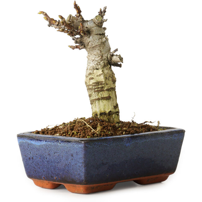 Wisteria sinensis, 15,5 cm, ± 8 jaar oud