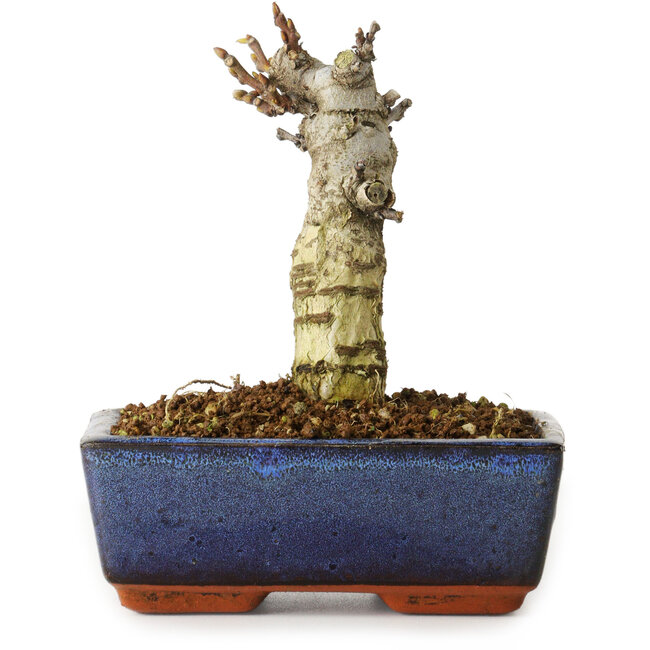 Wisteria sinensis, 15,5 cm, ± 8 Jahre alt