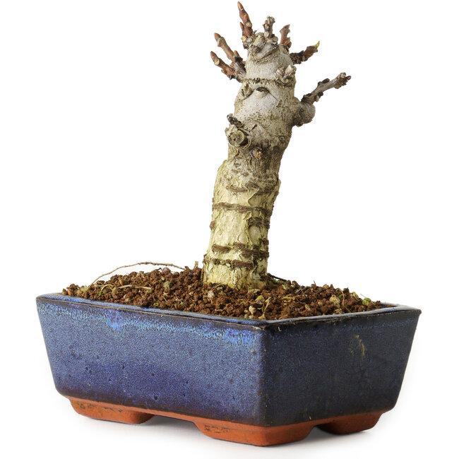 Wisteria sinensis, 15,5 cm, ± 8 years old