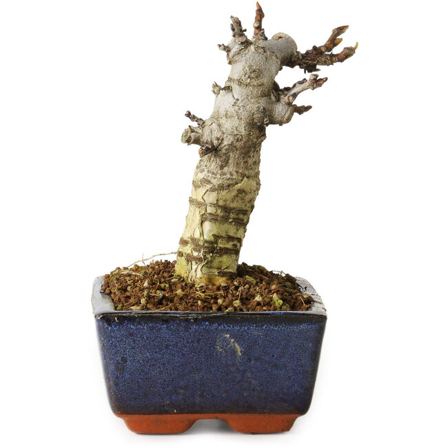 Wisteria sinensis, 15,5 cm, ± 8 years old