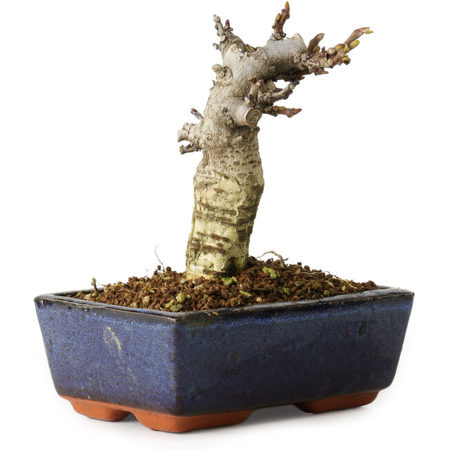 Wisteria sinensis, 15,5 cm, ± 8 jaar oud