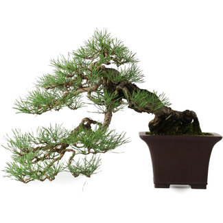  Yamaaki Waldkiefer (Pinus sylvestris), 36,5 cm, ca. 40 Jahre alt
