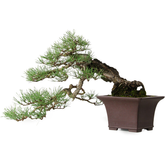 Pinus sylvestris, 36,5 cm, ± 40 jaar oud, gestyled door Mario Komsta en in een handgemaakte Japanse pot van Yama-aki.