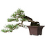 Pinus sylvestris, 36,5 cm, ± 40 years old, styled by Mario Komsta and in a handmade Japanese pot by Yama-aki
