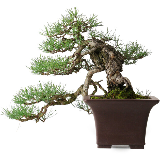 Pinus sylvestris, 36,5 cm, ± 40 years old, styled by Mario Komsta and in a handmade Japanese pot by Yama-aki