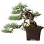 Pinus sylvestris, 36,5 cm, ± 40 anni, disegnato da Mario Komsta e in un vaso giapponese fatto a mano da Yama-aki