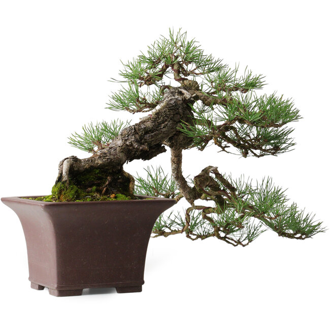 Kiefer (Pinus sylvestris), 36,5 cm, ca. 40 Jahre alt, gestaltet von Mario Komsta und in einem handgefertigten japanischen Topf von Yama-aki