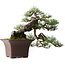 Pinus sylvestris, 36,5 cm, ± 40 anni, disegnato da Mario Komsta e in un vaso giapponese fatto a mano da Yama-aki