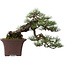 Pinus sylvestris, 36,5 cm, ± 40 jaar oud, gestyled door Mario Komsta en in een handgemaakte Japanse pot van Yama-aki.