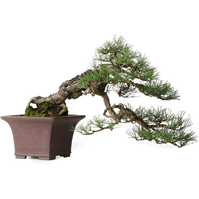 Pinus sylvestris, 36,5 cm, ± 40 years old, styled by Mario Komsta and in a handmade Japanese pot by Yama-aki