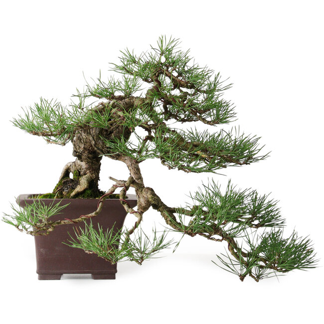 Pinus sylvestris, 36,5 cm, ± 40 years old, styled by Mario Komsta and in a handmade Japanese pot by Yama-aki