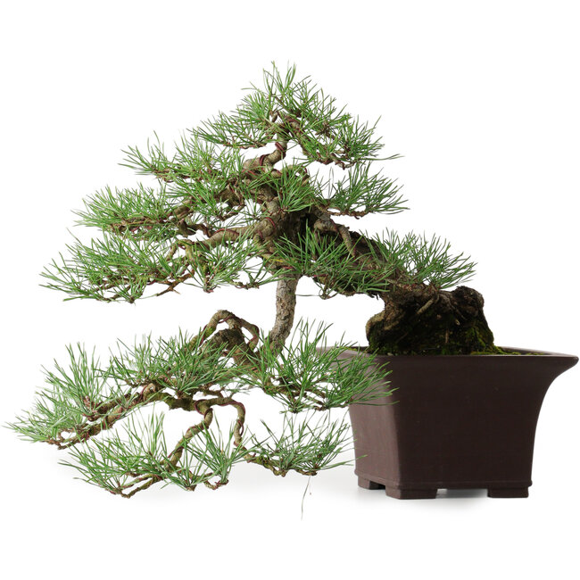 Pinus sylvestris, 36,5 cm, ± 40 años, diseñado por Mario Komsta y en una maceta japonesa hecha a mano por Yama-aki