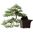 Pinus sylvestris, 36,5 cm, ± 40 años, diseñado por Mario Komsta y en una maceta japonesa hecha a mano por Yama-aki