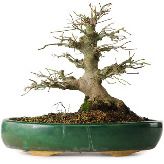 Acer palmatum, 21 cm, ± 20 jaar oud