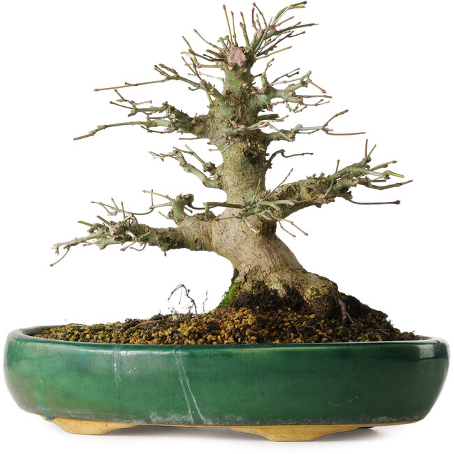 Acer palmatum, 21 cm, ± 20 años, en maceta rota