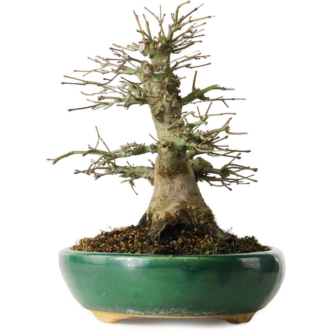 Acer palmatum, 21 cm, environ 20 ans, dans un pot cassé