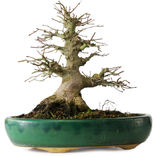 Acer palmatum, 21 cm, ± 20 years old, in a broken pot