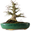 Acer palmatum, 21 cm, ± 20 anni, in un vaso rotto
