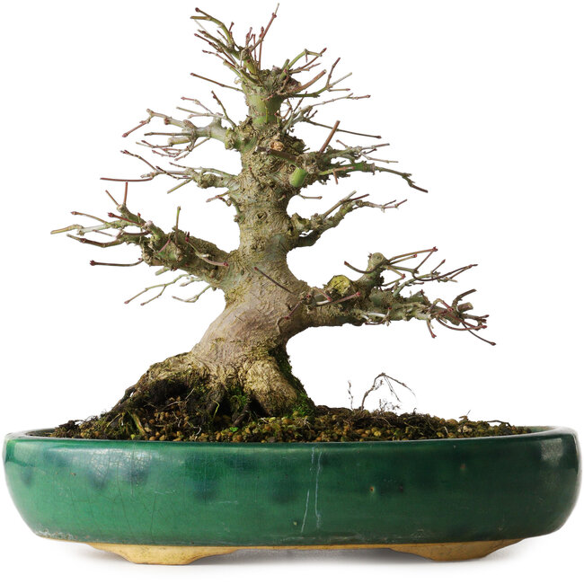 Acer palmatum, 21 cm, ± 20 años, en maceta rota