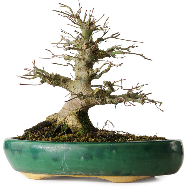 Acer palmatum, 21 cm, ± 20 anni, in un vaso rotto