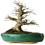 Acer palmatum, 21 cm, ± 20 jaar oud, in een gebroken pot.