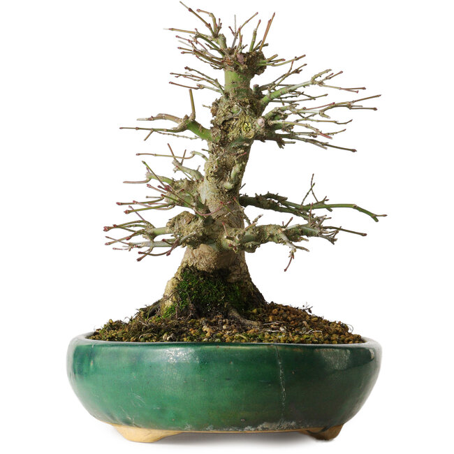 Acer palmatum, 21 cm, ± 20 jaar oud, in een gebroken pot.