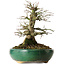 Acer palmatum, 21 cm, ± 20 años, en maceta rota