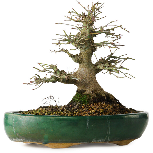 Acer palmatum, 21 cm, environ 20 ans, dans un pot cassé