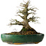 Acer palmatum, 21 cm, ± 20 jaar oud, in een gebroken pot.