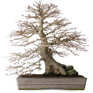 Acer palmatum, 37,3 cm, ± 30 years old