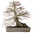 Acer palmatum, 37,3 cm, ± 30 ans