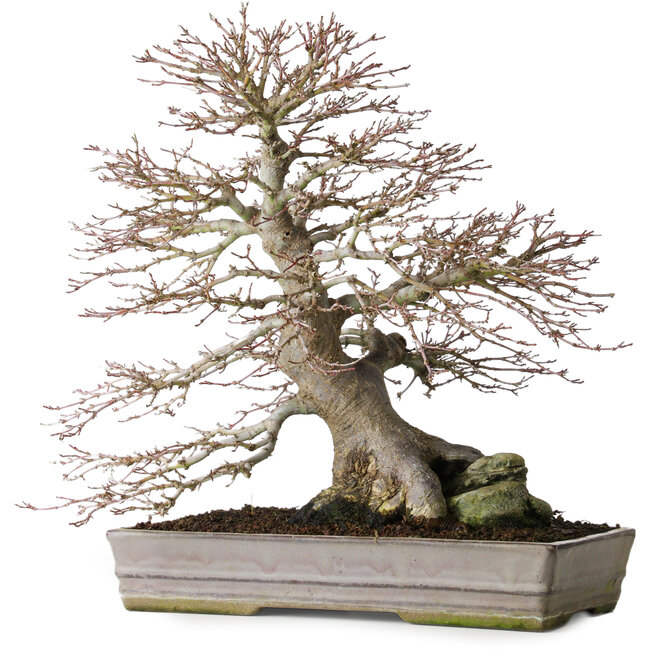 Acer palmatum, 37,3 cm, ± 30 ans