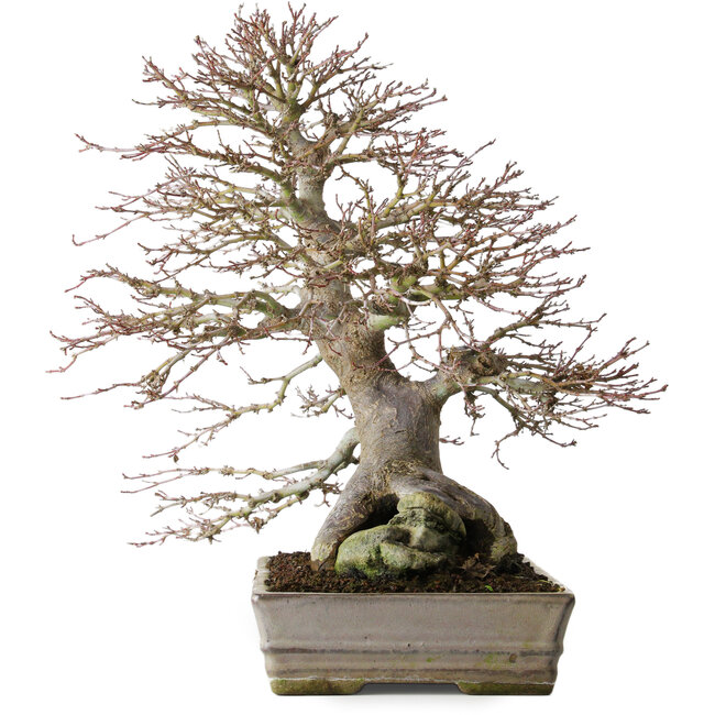Acer palmatum, 37,3 cm, ± 30 años