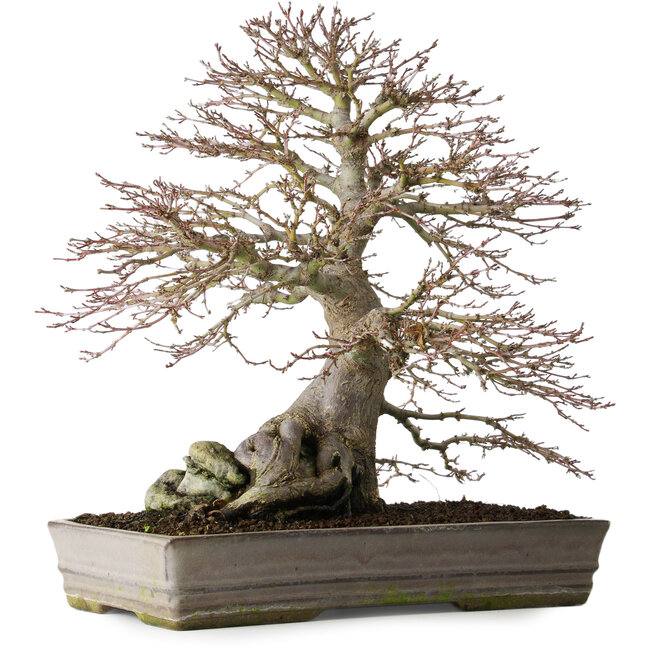 Acer palmatum, 37,3 cm, ± 30 ans