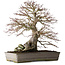 Acer palmatum, 37,3 cm, ± 30 jaar oud
