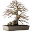 Acer palmatum, 37,3 cm, ± 30 years old