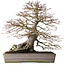 Acer palmatum, 37,3 cm, ± 30 jaar oud