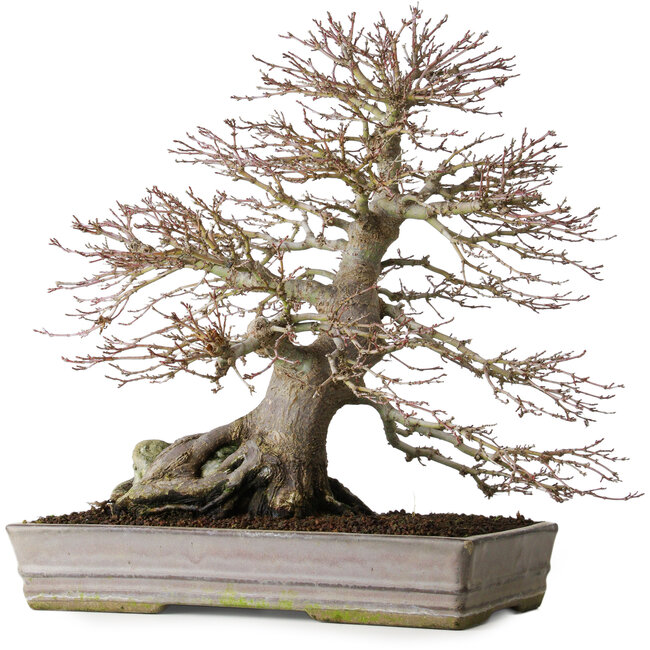 Acer palmatum, 37,3 cm, ± 30 ans