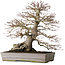 Acer palmatum, 37,3 cm, ± 30 years old