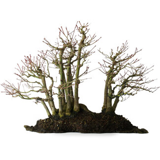 Acer palmatum, 39,8 cm, ± 25 anni