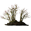 Acer palmatum, 39,8 cm, ± 25 anni, su lastra