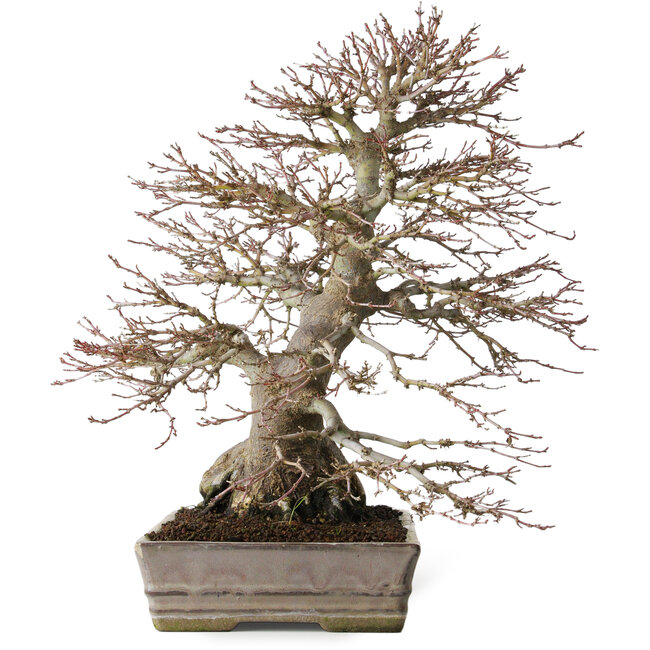 Acer palmatum, 37,3 cm, ± 30 Jahre alt