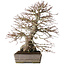Acer palmatum, 37,3 cm, ± 30 Jahre alt