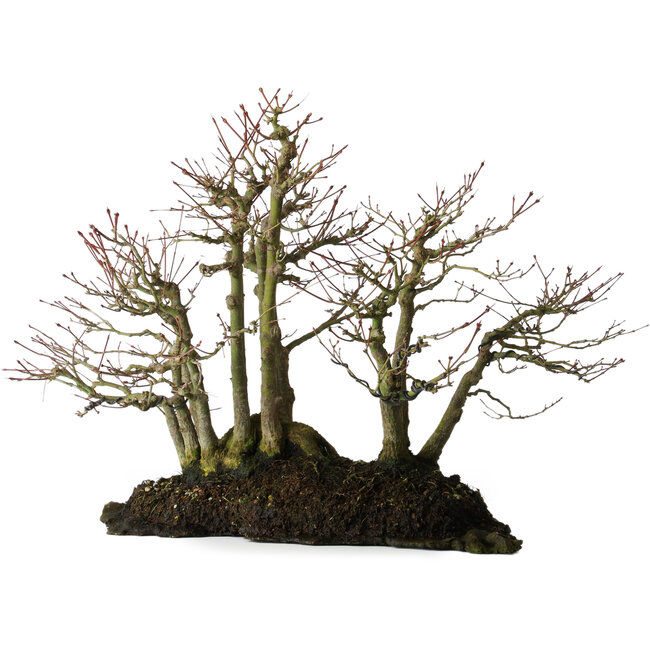 Acer palmatum, 39,8 cm, ± 25 jaar oud, op een plaat