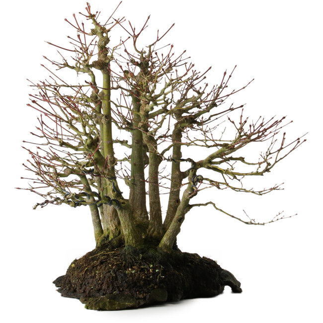 Acer palmatum, 39,8 cm, ± 25 years old, on a slab