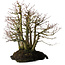 Acer palmatum, 39,8 cm, ± 25 jaar oud, op een plaat