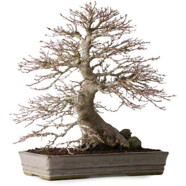 Acer palmatum, 37,3 cm, ± 30 ans