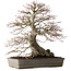 Acer palmatum, 37,3 cm, ± 30 Jahre alt