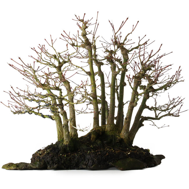 Acer palmatum, 39,8 cm, ± 25 jaar oud, op een plaat