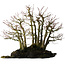 Acer palmatum, 39,8 cm, ± 25 jaar oud, op een plaat